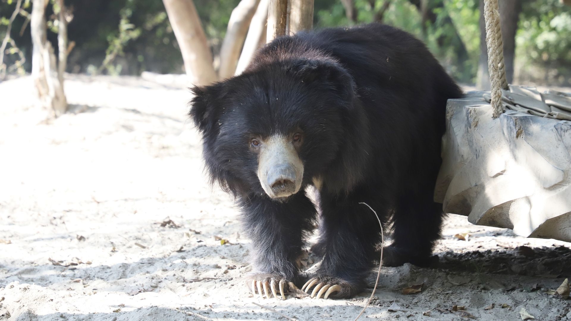Bear Diary: Kamli Has A Pep In Her Step!