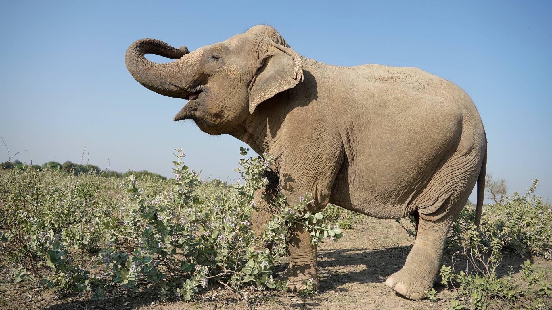 Op-Ed: The Compassionate Choice – Why We Don’t Breed Our Elephants