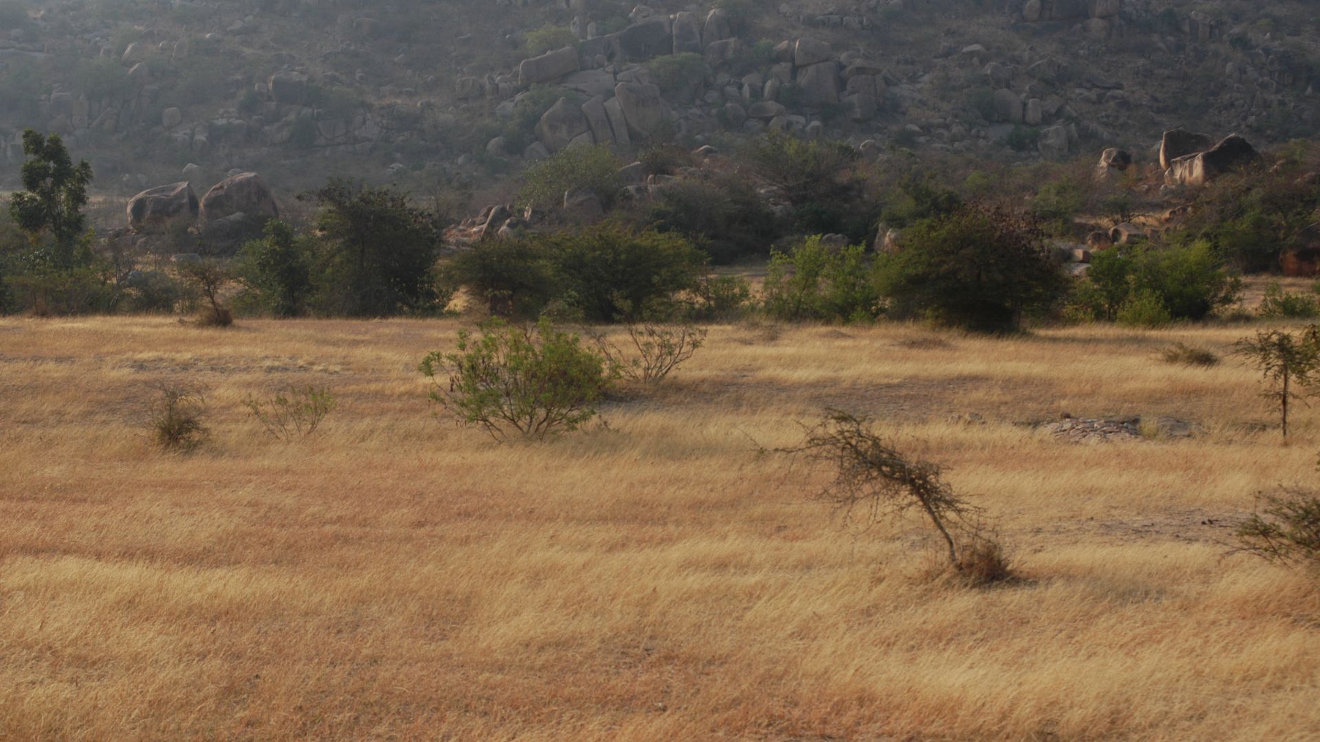 Why India’s Grasslands are the Most Neglected Ecosystem