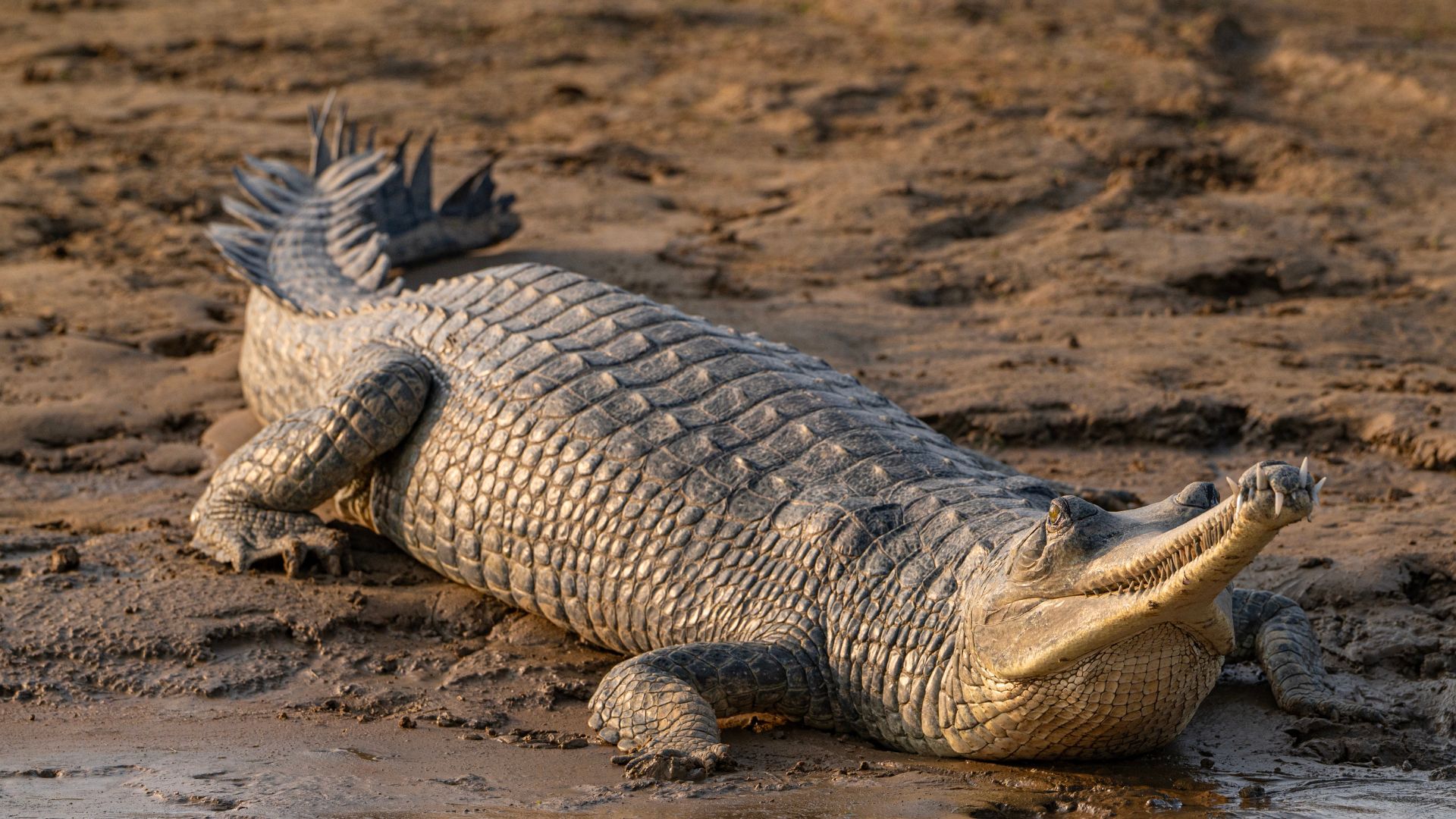 Things You Didn’t Know About: Gharials