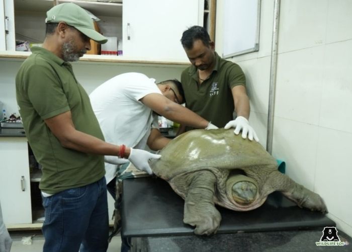 FlapshellTurtle_Delhi