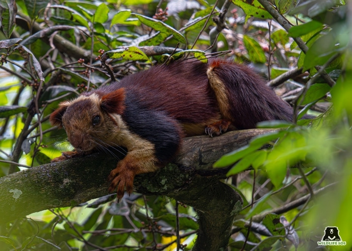 MALABAR GIANT SQUIRREL_ABHIMAN H