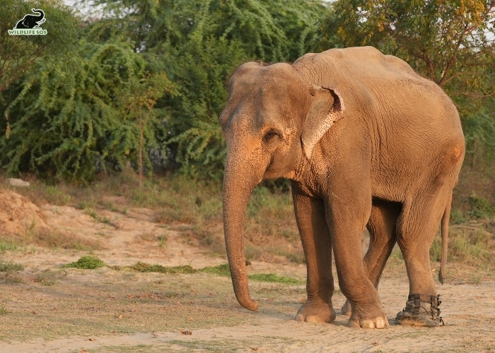 MRADUL_ELEPHANT_LAKSHMI (55)