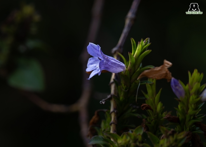 NEELAKURINJI FLOWER_ABHIMAN H