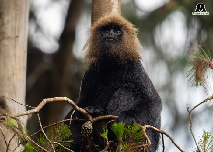 NILGIRI LANGUR_ABHIMAN H