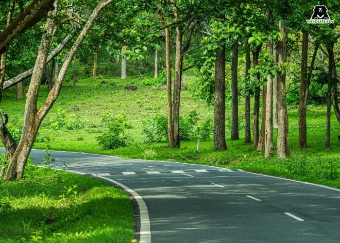 ROADS IN NILGIRIS_ABHIMAN H
