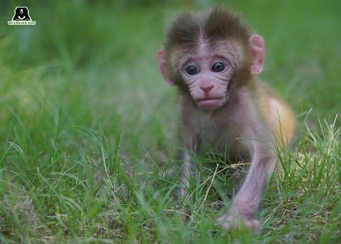 RhesusMacaque_ChinmoySwargiary (2)