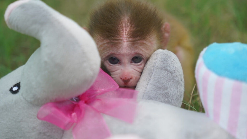 RhesusMacaque_ChinmoySwargiary1