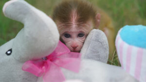 RhesusMacaque_ChinmoySwargiary1