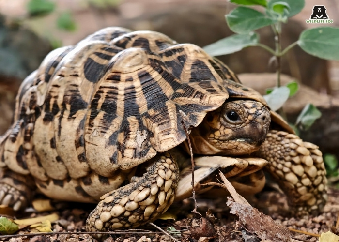 Star Tortoise_ Akash Dolas_Ramdurga Field Station