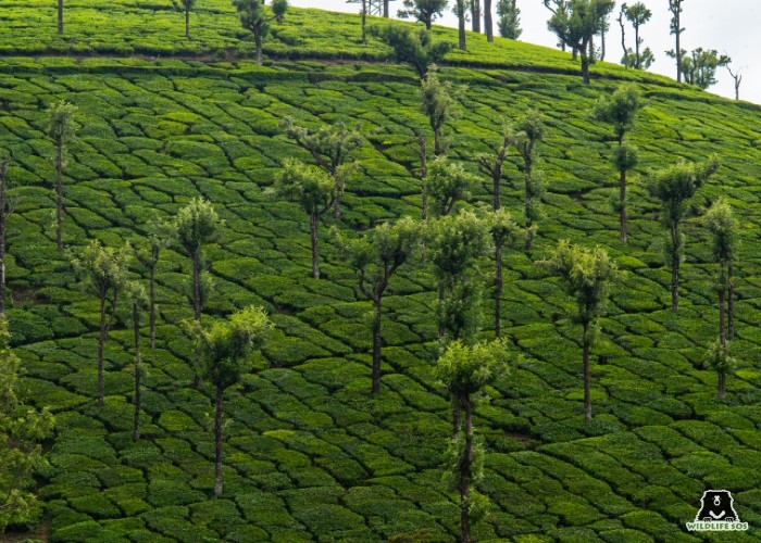 TEA PLANTATION NILGIRIS_ABHIMAN H