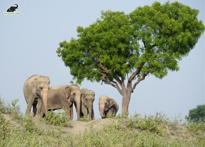 VINEET SINGH_ELEPHANT_MAYA_PHOOLKALI_EMMA_TARA_EVENING_WALK15-2