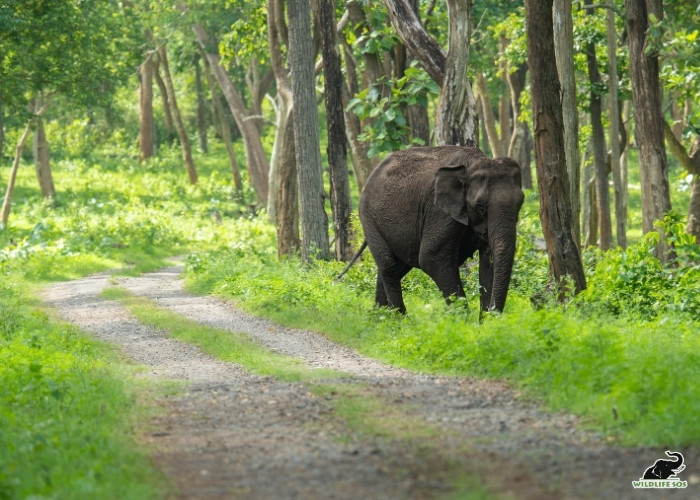 WILD ASIAN ELEPHANT_ABHIMAN H