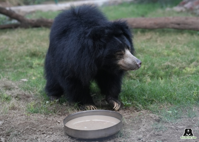 231115_ABRF_MRADUL_BEAR_JASMINE_PORRIDGE (92)