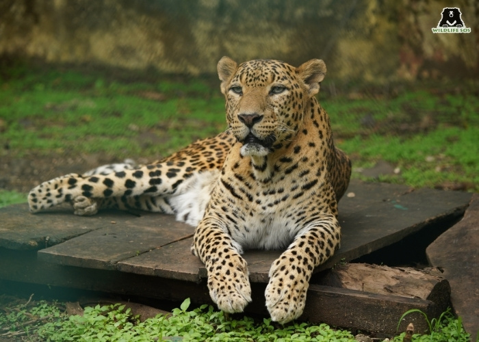 2505012_Akash_MLRC_Leopard_vitthal__SOS01508
