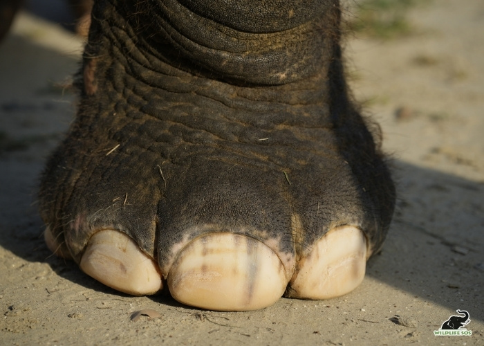 250923_EHC_VINEET SINGH_ELEPHANT_GINGER_FOOT_TOE_NAILS19