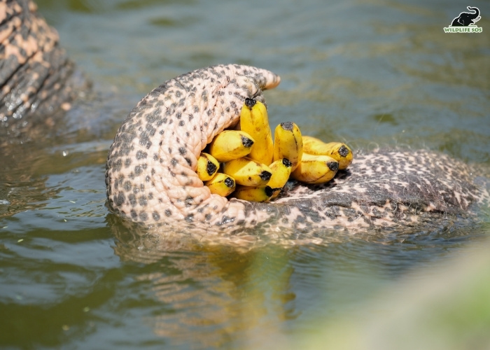 250923_EHC_VINEET SINGH_ELEPHANT_HOLLY_POND_ENCLOSURE_FEEDINGG7