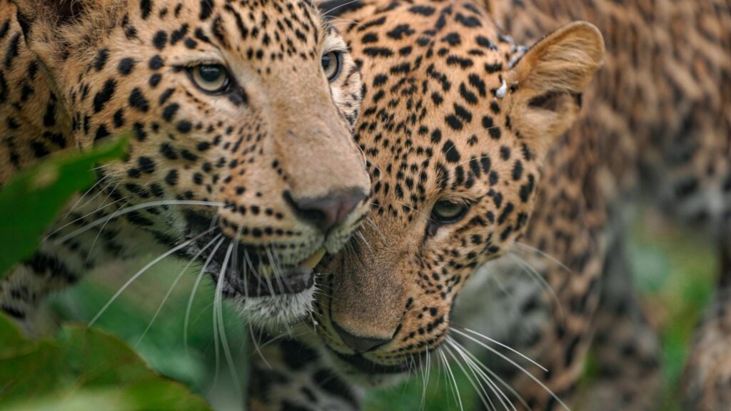 250926_MLRC_Akash_leopard_disney & flash