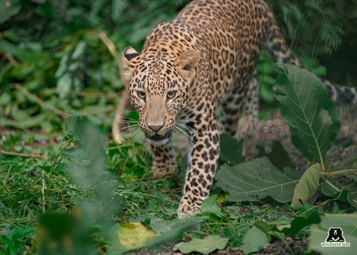 250926_MLRC_Akash_leopard_disney32