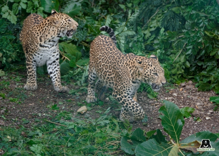 250926_MLRC_Akash_leopard_disney_flash22