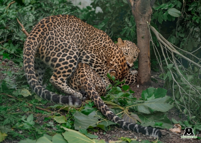 250926_MLRC_Akash_leopard_flash and disney