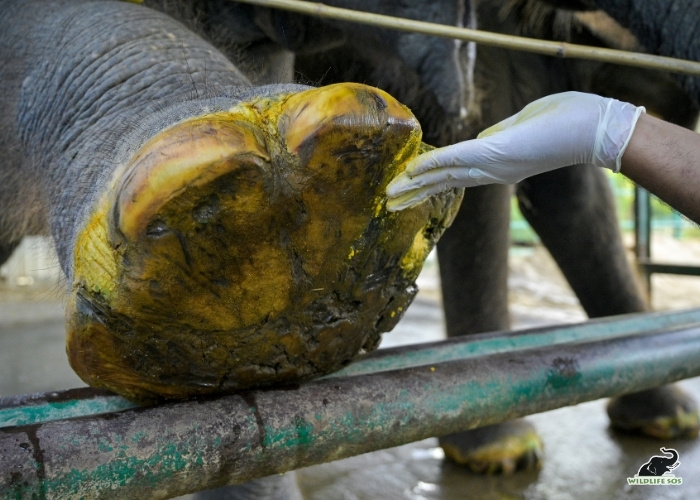 251007_ECCC_ATHARVA PACHARNE_ELEPHANT_RHEA_RIGHT FORELIMB FOOTPAD_3
