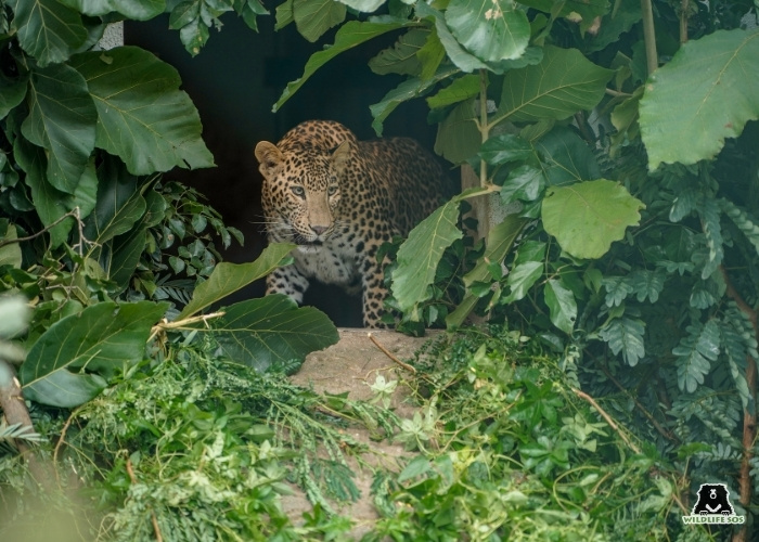 251023_MLRC_Akash_leopard_flash1