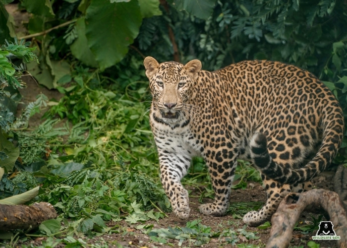 251023_MLRC_Akash_leopard_flash88