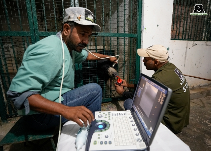 251028_ABRF_KUNAL MALHOTRA_SLOTH BEARS_TARGET TRAINING_VISIT_BEAR SAFE GROUP72