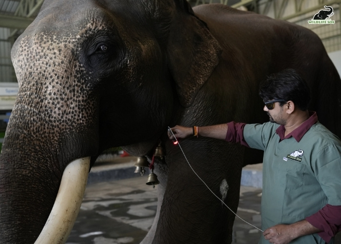 260305_EHC_VINEET SINGH_ELEPHANT_VEER_LASER_TREATMENT2 (1)