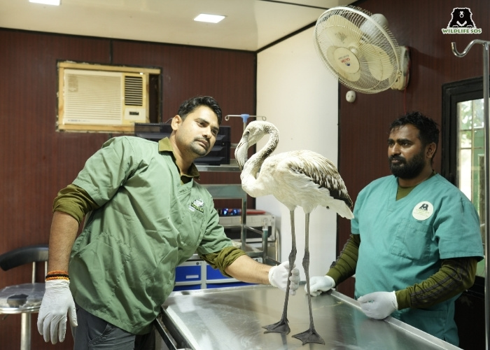 260504_EHC_VINEET SINGH_BIRD_FLAMINGO_RESCUE_AGRA13