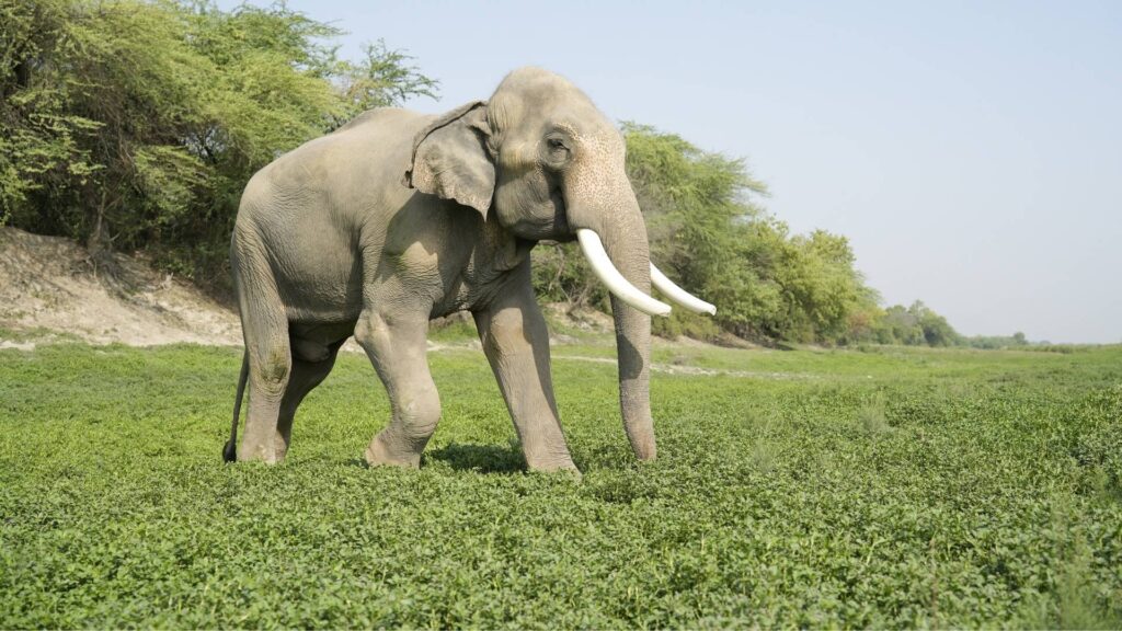 260515_EHC_VINEET SINGH_ELEPHANT_VEER_MORNING_WALK57