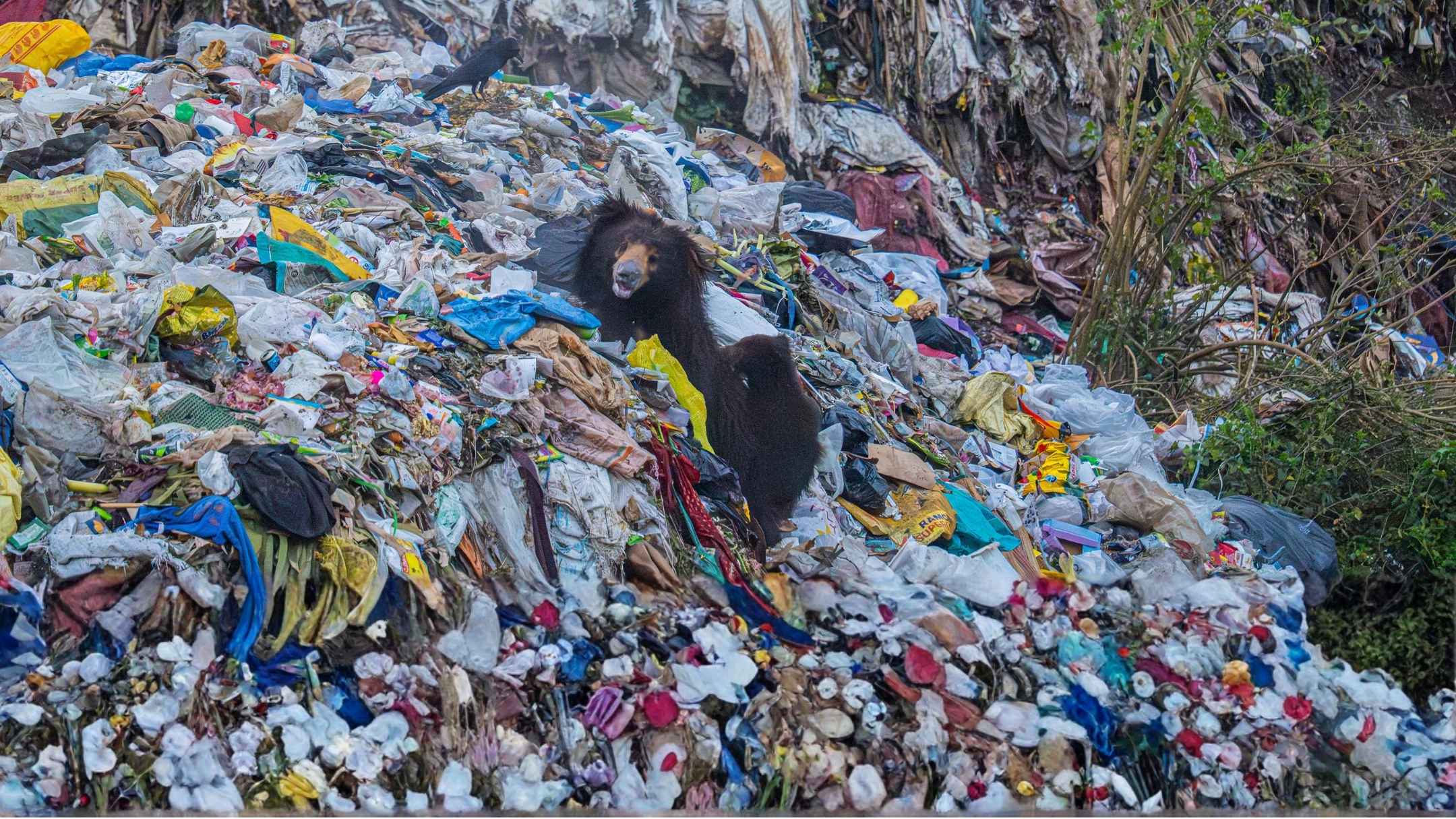 Sloth Bears In A Garbage Dump: A Photo We Cannot Ignore