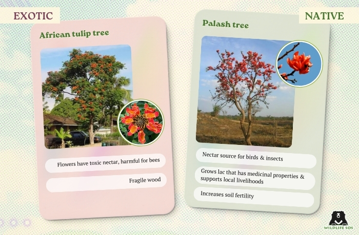 African Tulip Tree&Palash Tree_Sneha Parul