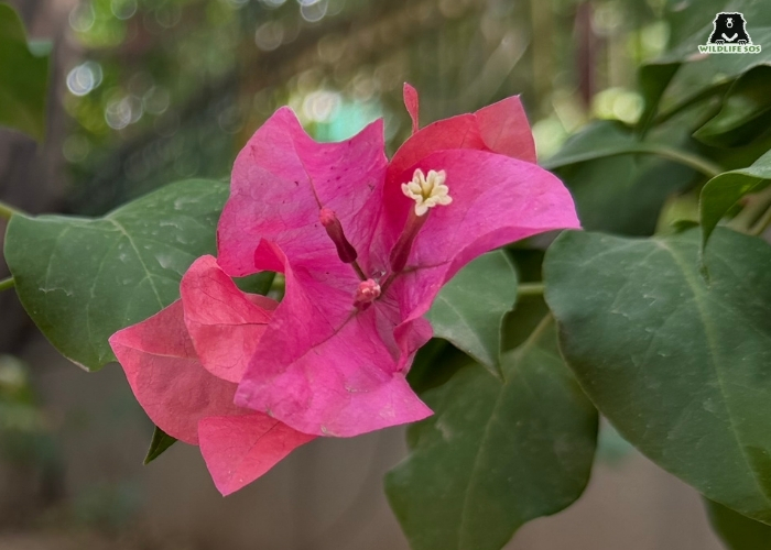 Bougainvillea Flower_Manika Chawla