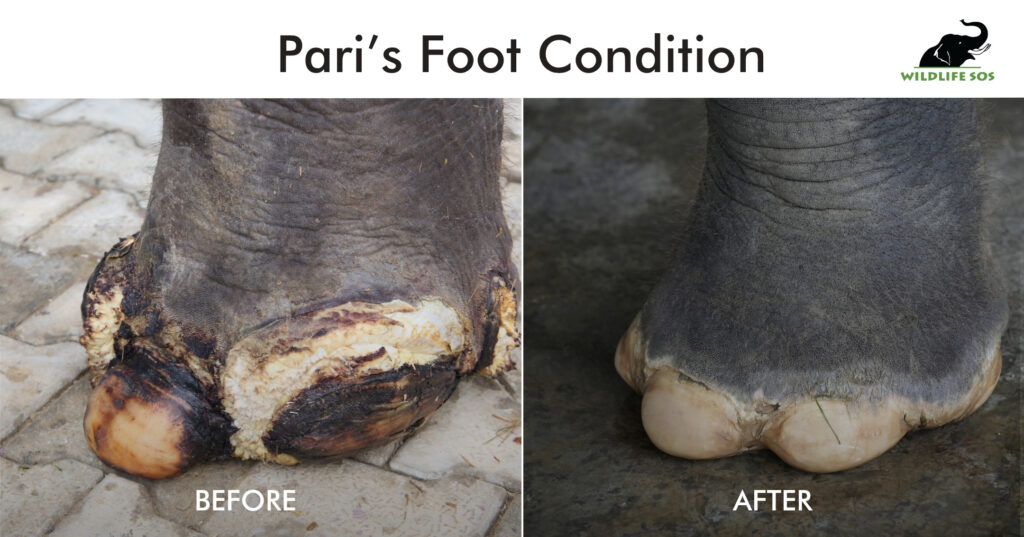 ELEPHANT FOOTPAD_Sneha Parul