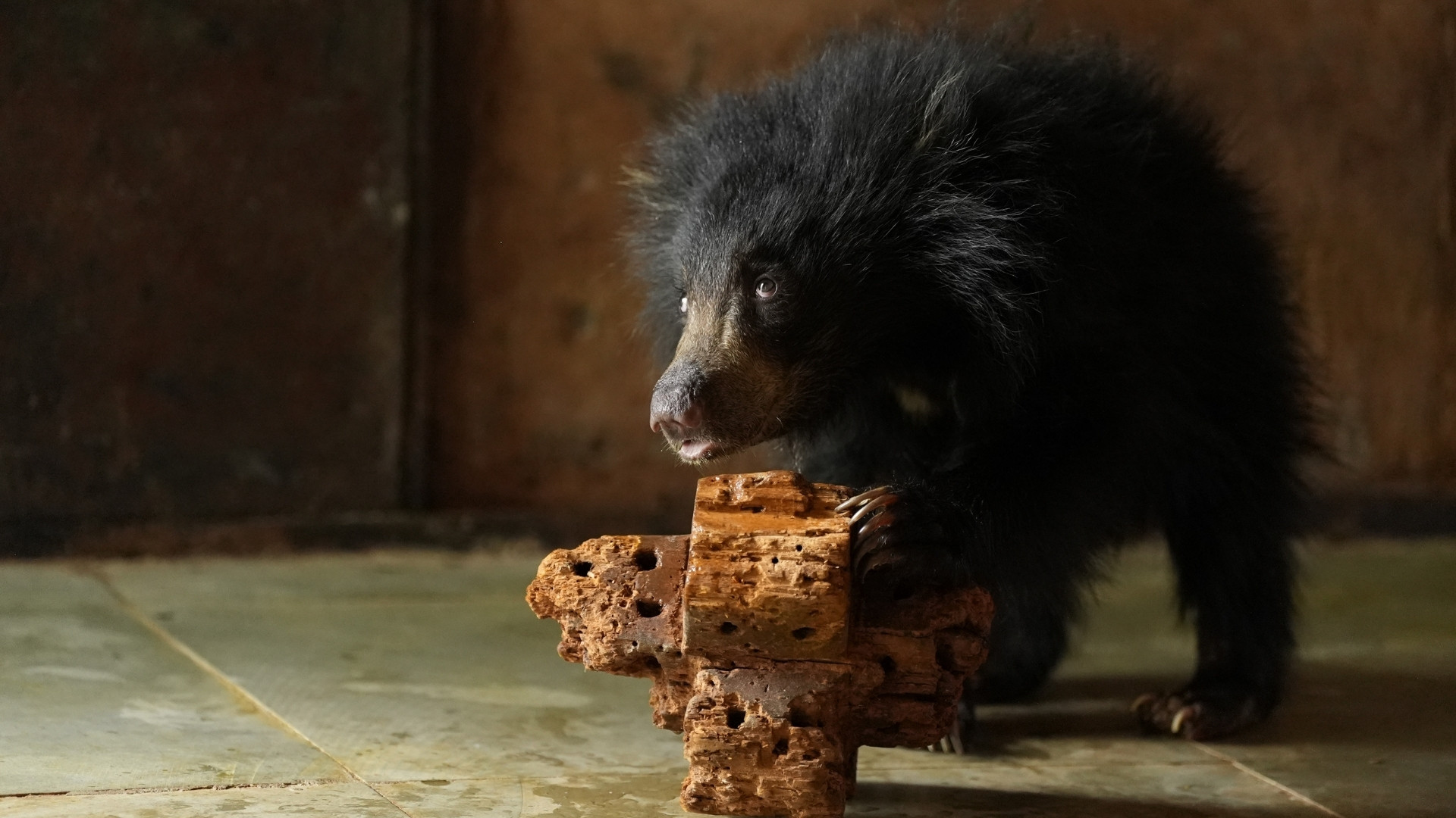 Ailing & Alone, Baby Luna Heals At Van Vihar Bear Rescue Facility