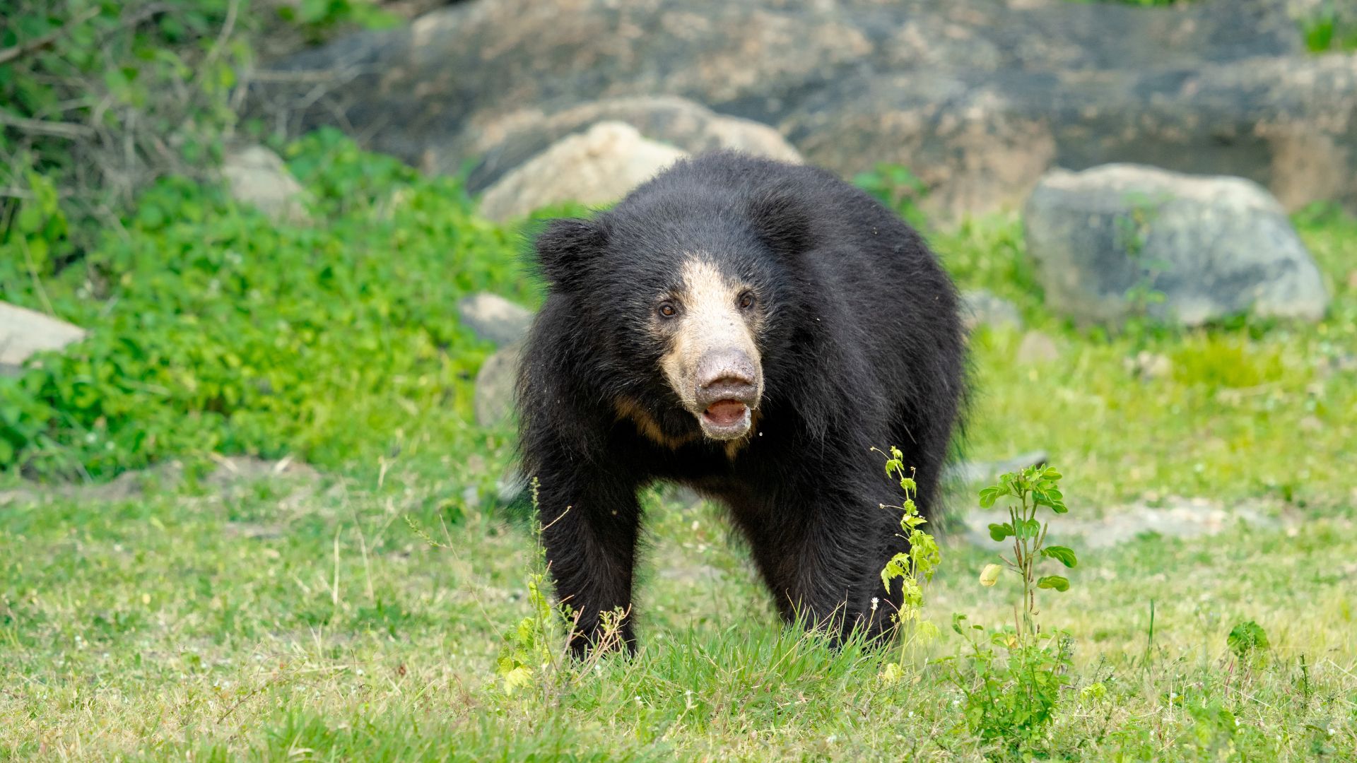 Sloth Bears In The Nilgiris: Why Are They Entering Human Spaces More Often?