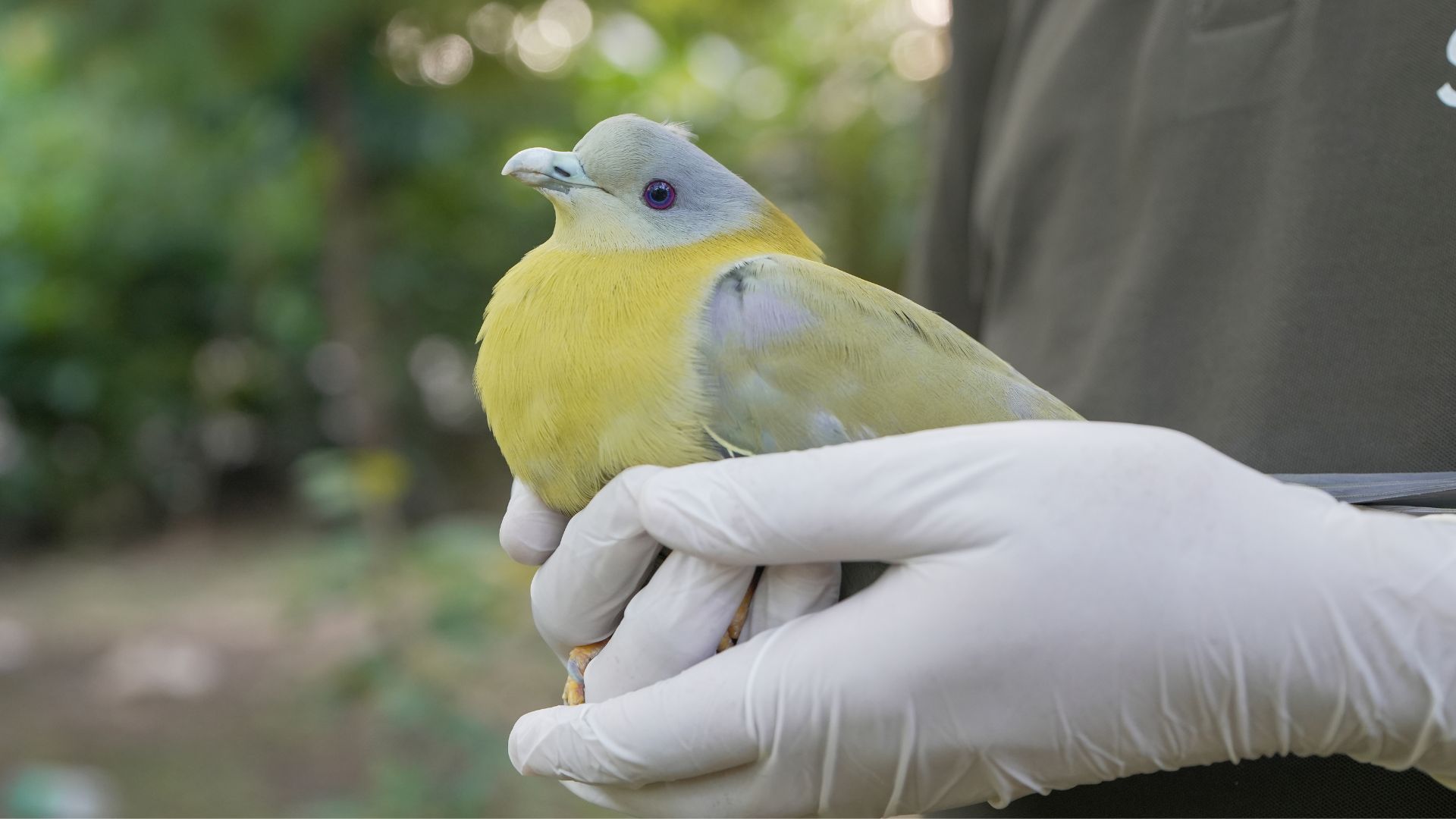 When Does Urban Wildlife Need Human Intervention?