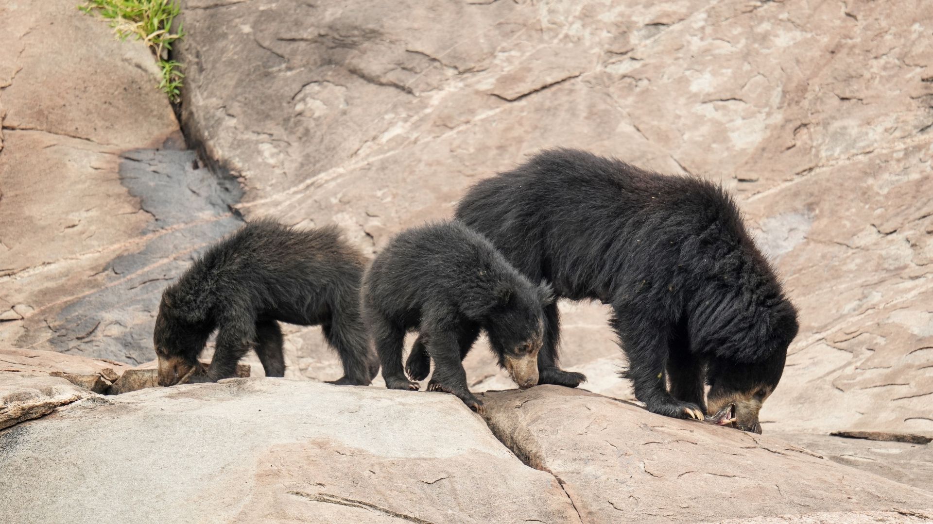 Where Do Sloth Bears Roam?  