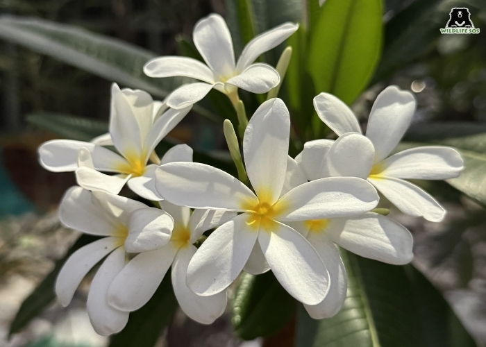 Fringipani Flowers_Manika Chawla