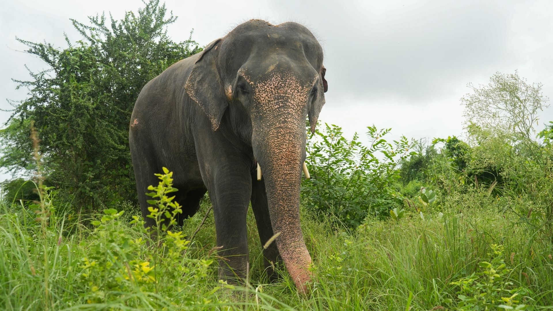 Trunk Tales: The Carefree Life Of Hari!