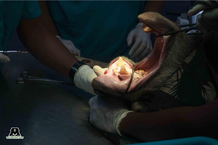 Our veterinarians are skilled in a range of dental procedures, including root canal treatment (RCT), extractions, and the excision of overgrown tissues seen in our rescued sloth bears.