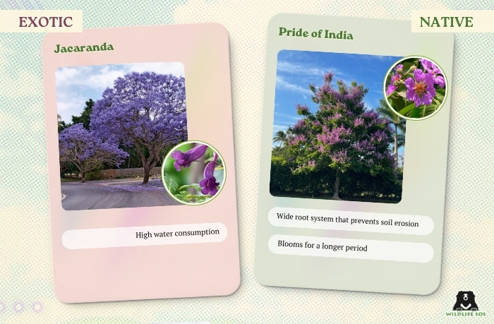 Jacaranda&PrideOfIndia_Sneha Parul