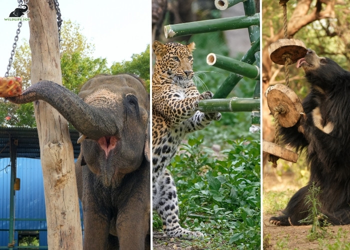 Mia Ashray Thakur (L), Simba Akash Dolas (M), Molly Sanjeev Marskole (R)