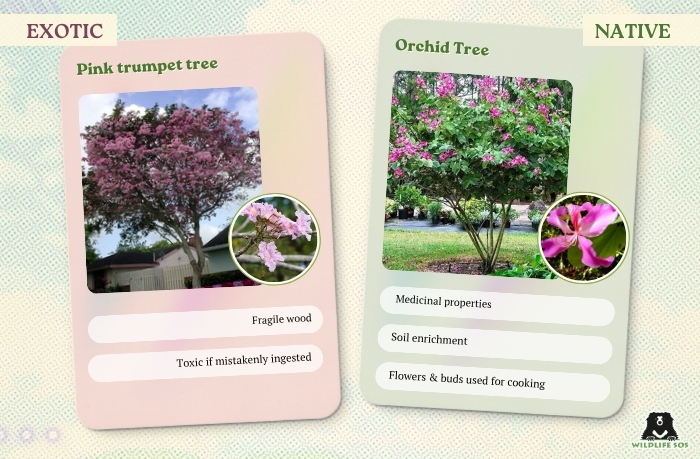 Pink Trumpet Tree&Orchid Tree_Sneha Parul