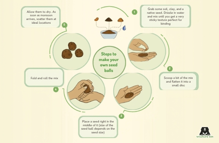 SeedBall_Meghalok Giri