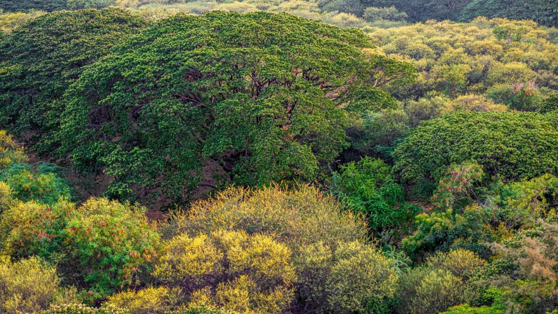 Inside Wildlife SOS’s Seed Bank: The Powerhouse Of Our Plantation Drives