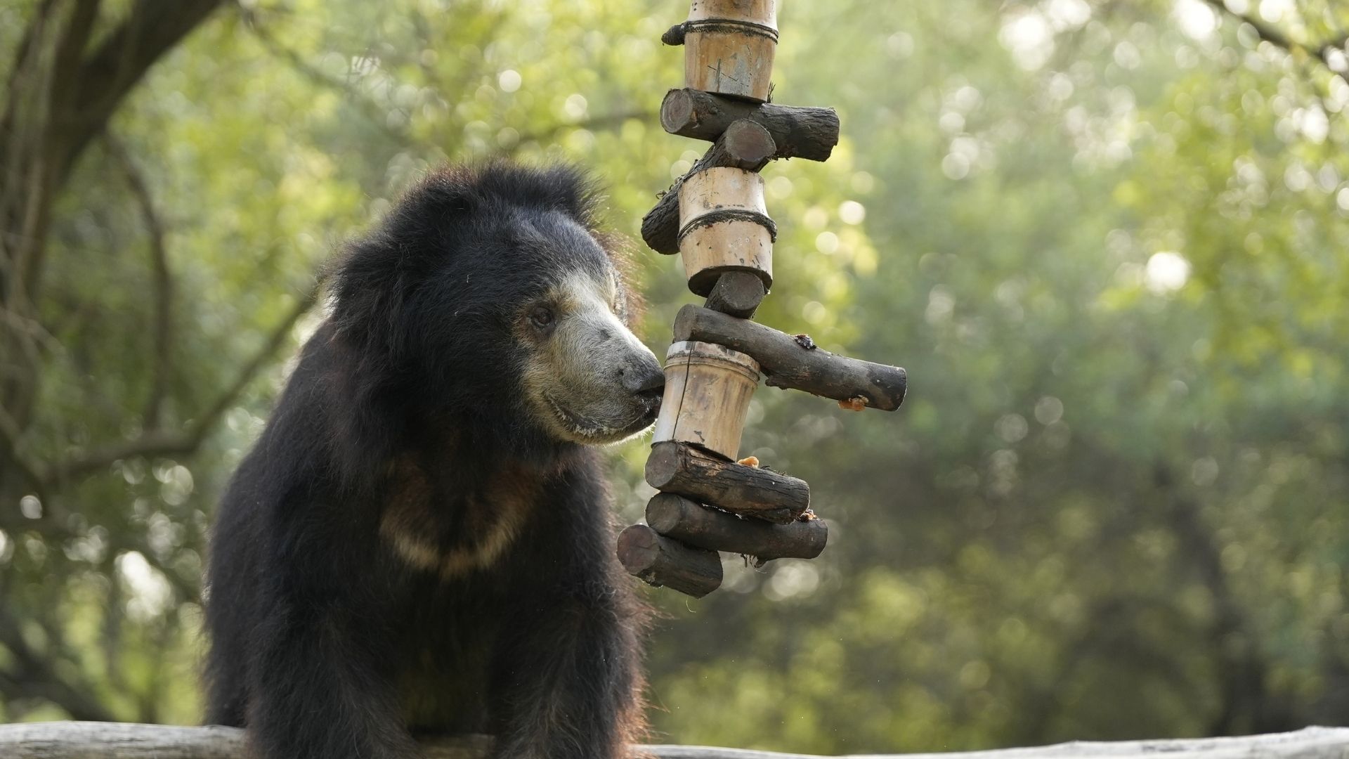 Bear Diary: Aleem, The Golden Star Of ABRF