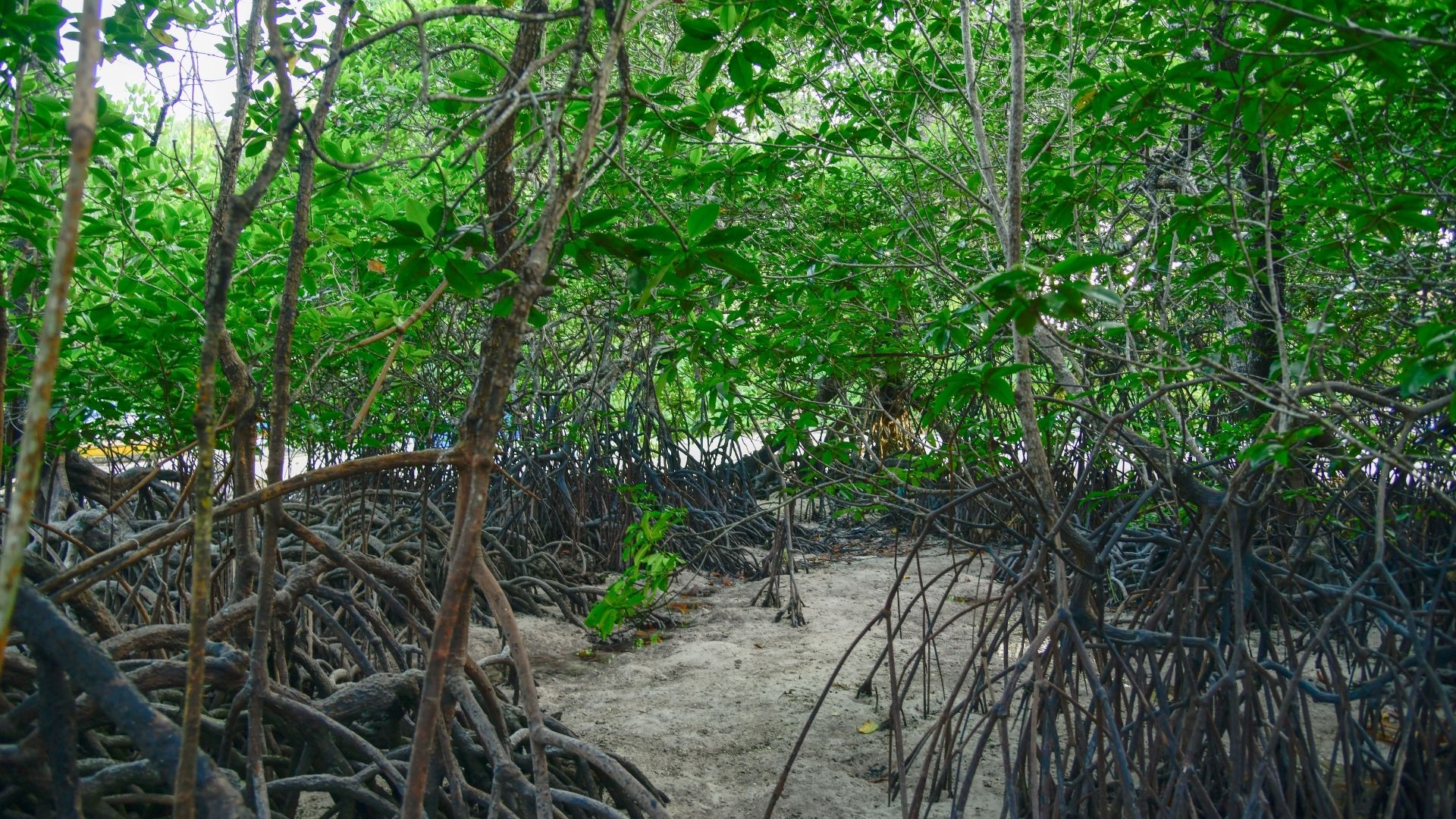 India’s Coastal Fortresses: Magnificent Mangroves 